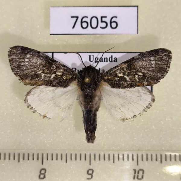 Noctuidae sp. Uganda