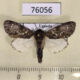 76056p Noctuidae sp. Uganda $7