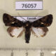 76057p Noctuidae sp. Uganda $7