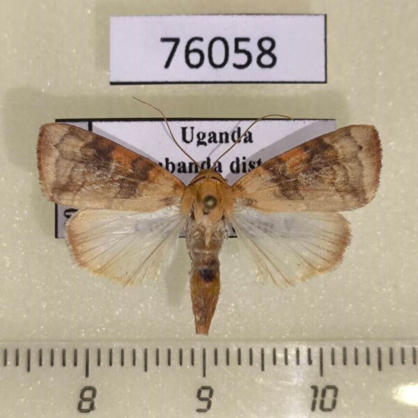 Noctuidae Maurilia arcuata Uganda