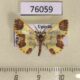 76059p Geometridae Zamarada phoenopasta Uganda $10
