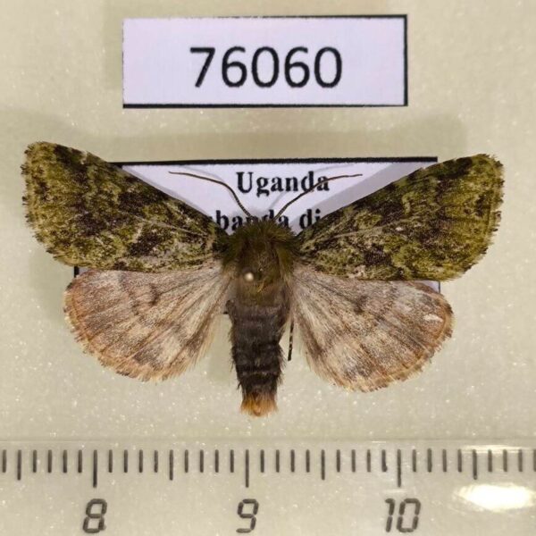 Noctuidae Nyodes panconita Uganda