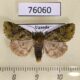 76060p Noctuidae Nyodes panconita Uganda $8