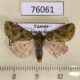 76061p Noctuidae Nyodes panconita Uganda $4