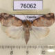 76062p Noctuidae Maurilia arcuata f Uganda $10