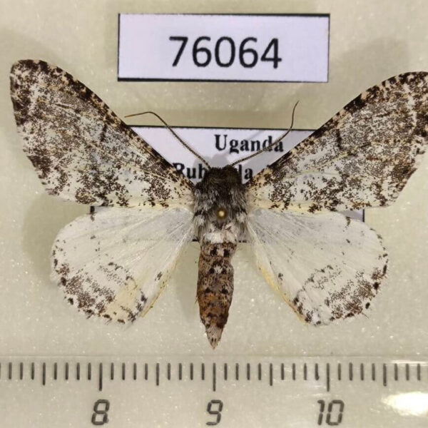 Geometridae Colocleora polyplanes Uganda