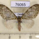 76065p Geometridae Lobidiopteryx stulta Uganda $7
