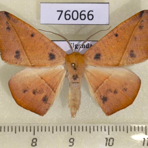 Geometridae Xanthisthisa fulva Uganda