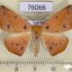 76066p Geometridae Xanthisthisa fulva Uganda $7