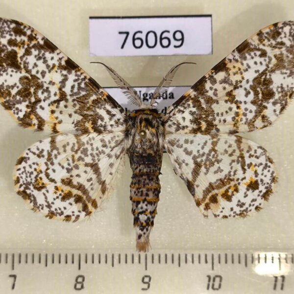 Geometridae Biston abruptaria maculatissimus Uganda