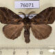 76071p Lymantridae Laelia sp. Uganda $8