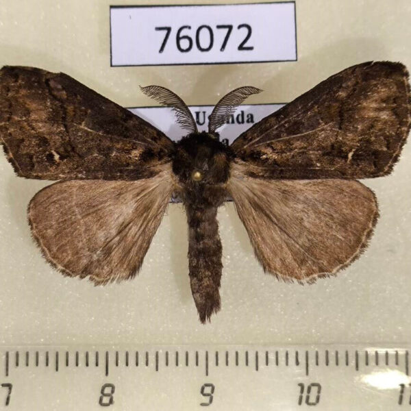 Lymantridae Laelia sp. Uganda