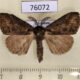 76072p Lymantridae Laelia sp. Uganda $7
