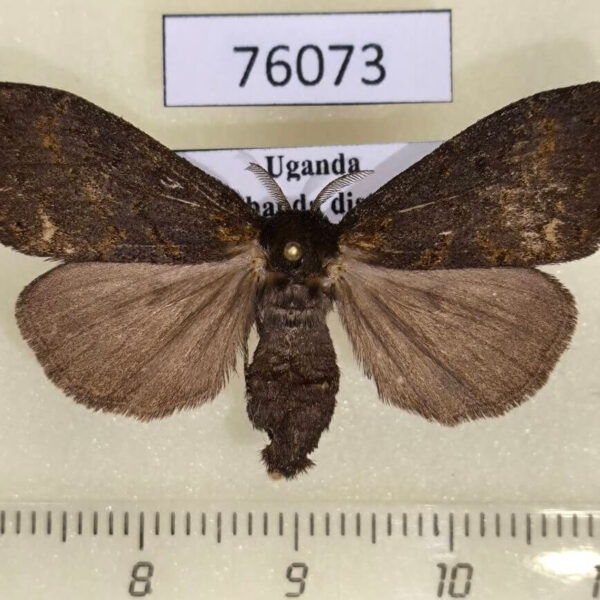 Lymantridae Laelia sp. f Uganda