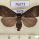76073p Lymantridae Laelia sp. f Uganda $8