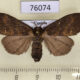 76074p Lymantridae Laelia sp. f Uganda $8