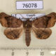 76078p Noctuidae Bertula muehlei Uganda $8