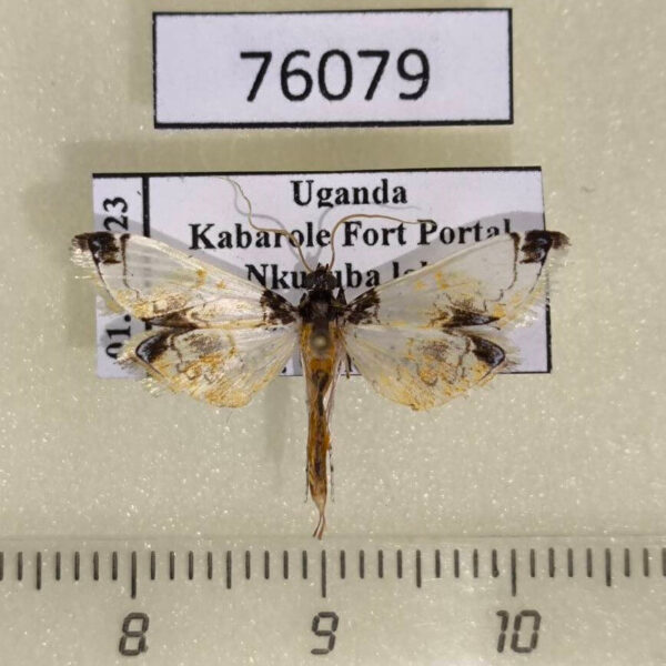 Crambidae Analyta sp. Uganda