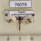 76079p Crambidae Analyta sp. Uganda $7