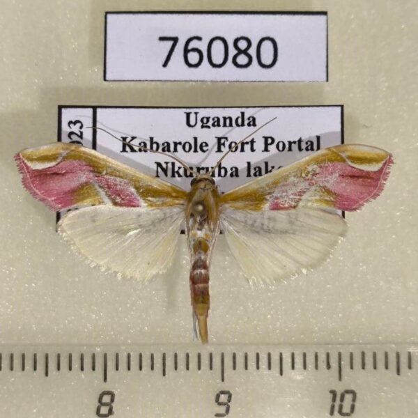 Crambidae Agathodes musivalis Uganda