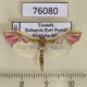 76080p Crambidae Agathodes musivalis Uganda $15