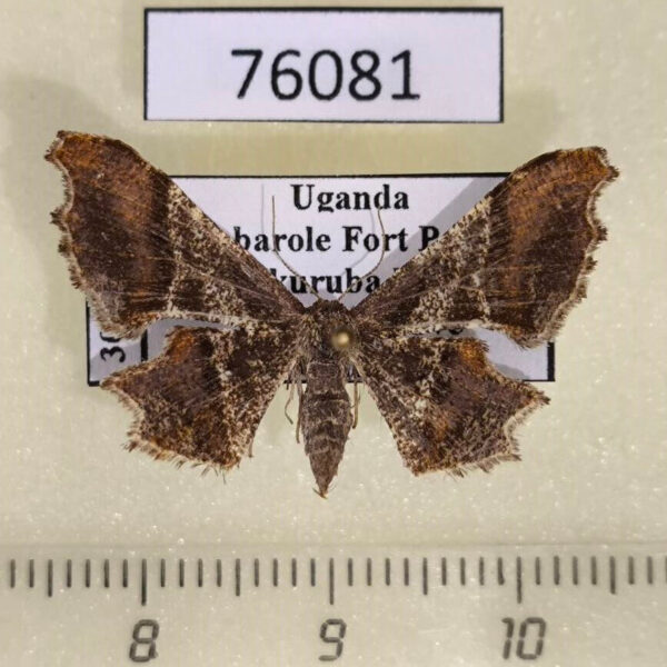 Geometridae Xenimpia hecqi f Uganda