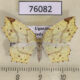 76082p Geometridae Epigynopteryx subspersa Uganda $8