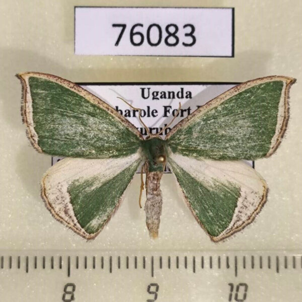Geometridae Chlorodrepana secunda Uganda