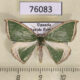 76083p Geometridae Chlorodrepana secunda Uganda $9