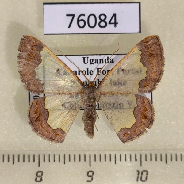 Geometridae Zamarada plana Uganda