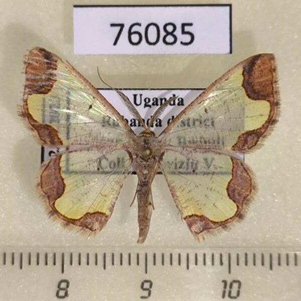 Geometridae Zamarada dentata Uganda