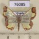 76085p Geometridae Zamarada dentata Uganda $9