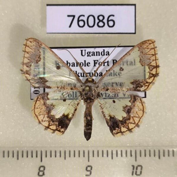 Geometridae Zamarada dentigera Uganda