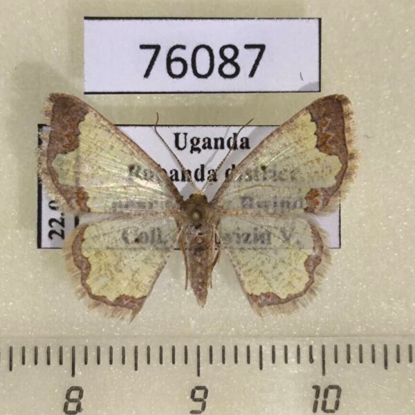 Geometridae Zamarada candelabra flexura Uganda