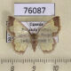 76087p Geometridae Zamarada candelabra flexura Uganda $12