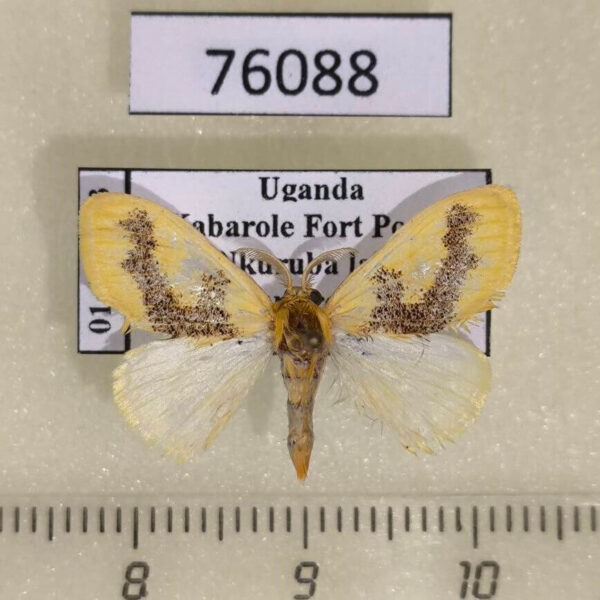 Lymantridae Euproctis geminata Uganda