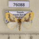 76088p Lymantridae Euproctis geminata Uganda $7