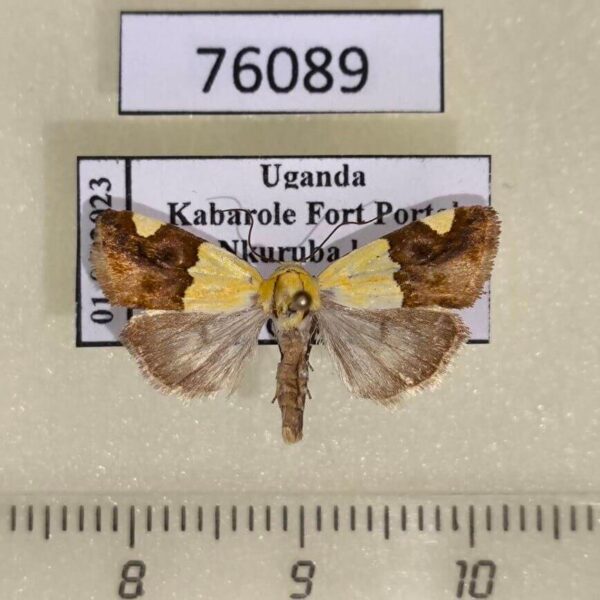 Noctuidae Acontia hemixanthia Uganda