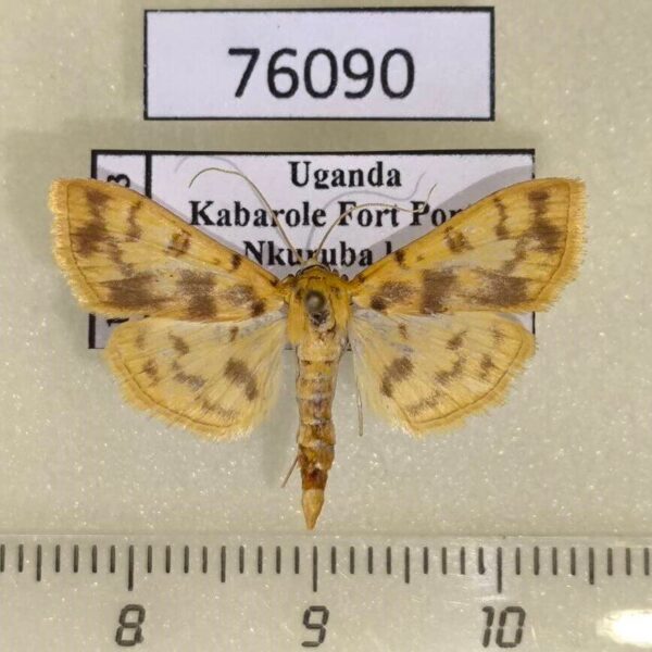 Crambidae sp. Uganda