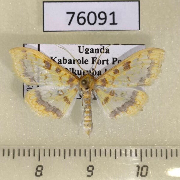 Crambidae Pyrausta semilimbalis Uganda
