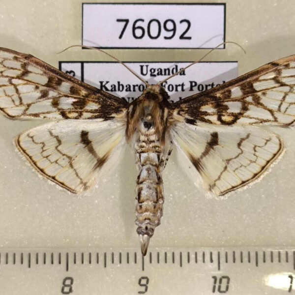 Crambidae Sinomphisa junctilinealis Uganda