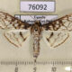 76092p Crambidae Sinomphisa junctilinealis Uganda $10