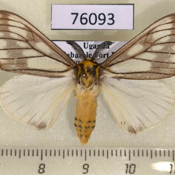 Lymantridae Stracena promelaena Uganda