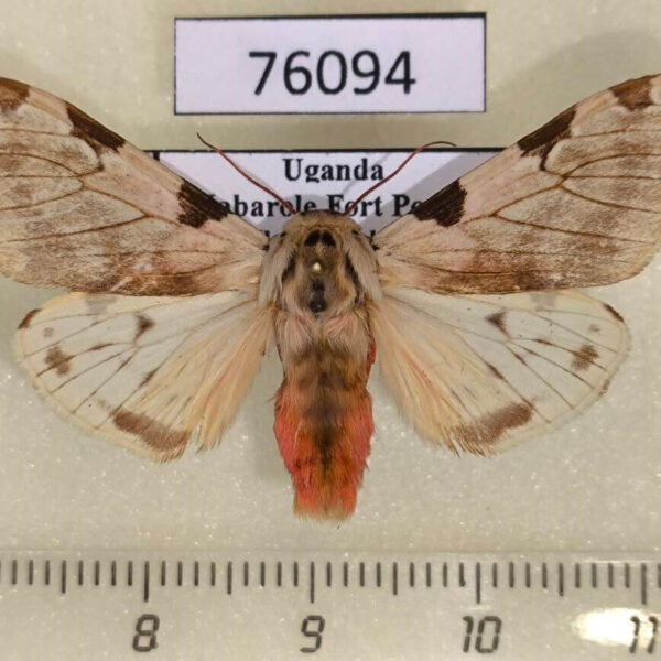 Arctiidae Disparctia vittata Uganda