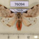 76094p Arctiidae Disparctia vittata Uganda $10
