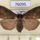 76095p Lymantridae Laelia sp. f Uganda $8