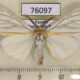 76097p Lymantridae Pseudarctia nivea Uganda $5