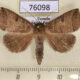 76098p Noctuidae Pantydia scissa Uganda $7