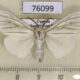 76099p Lymantridae Pseudarctia nivea Uganda $10