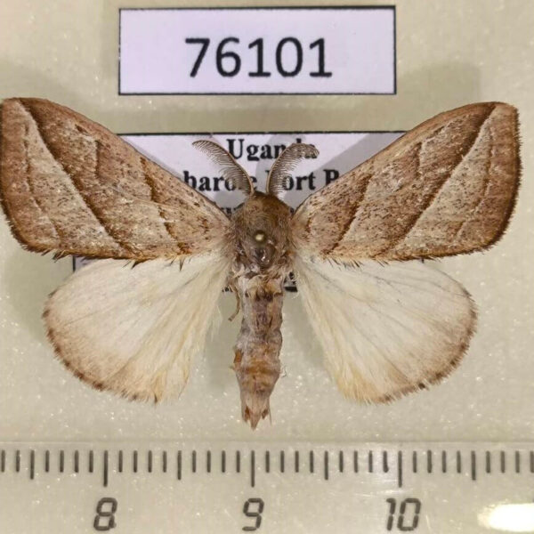 Lymantridae Laelia bonaberiensis Uganda